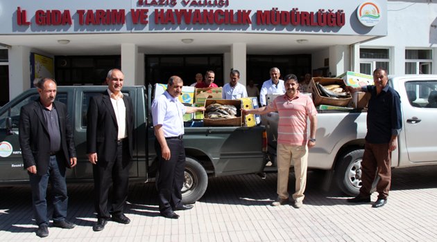 1.5 TON KAÇAK BALIK YAKALANDI