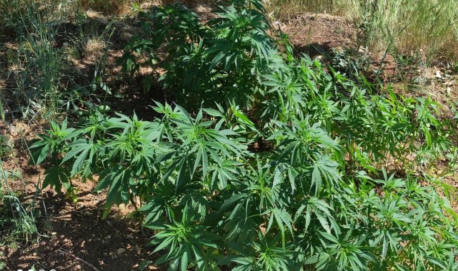 206 kök kenevir bitkisi ele geçirildi