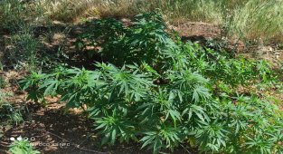 206 kök kenevir bitkisi ele geçirildi