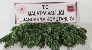 400 kök Hint keneviri ele geçirildi