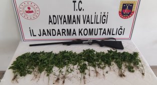 Adıyaman'da 326 kök Hint keneviri ele geçirildi