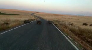 Adıyaman'da onlarca yaban domuzu görüntülendi
