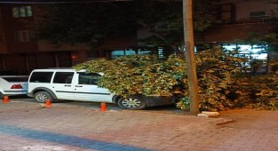 Ağaç dalı park halinki aracın üzerine düştü