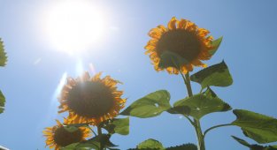Ay çekirdeği tarlaları Malatya'yı sarıya bürüdü