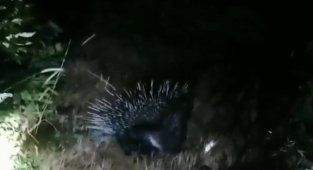 Bingöl'de nesli tükenme tehlikesinde olan "Oklu Kirpi" görüntülendi