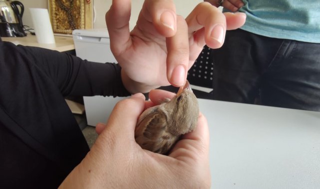 Cama vurup düşen serçeye parmağı ile su verdi, ardından doğal ortamına saldı