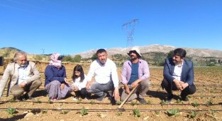 CHP heyeti tütün üreticileriyle tarlalarda buluştu