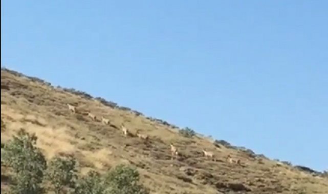 Dağ keçileri sürü halinde görüntülendi