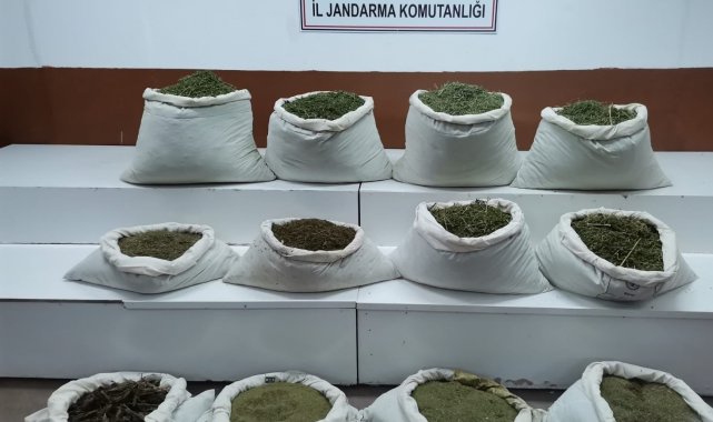 Diyarbakır'da 22 milyon kök kenevir ele geçirildi