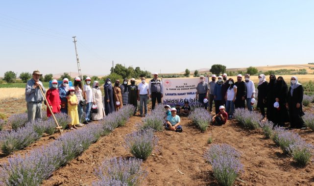 Elazığ'da lavanta hasadı gerçekleşti