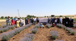 Elazığ'da lavanta hasadı gerçekleşti