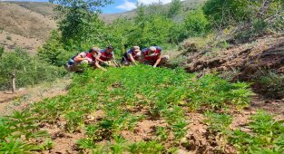 Elazığ'da uyuşturucu tarlasına operasyon, 6 bin kök kenevir ele geçirildi