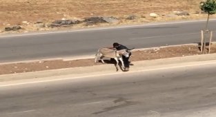 Hasta eşeği yolun karşısına geçirerek insanlık dersi verdi