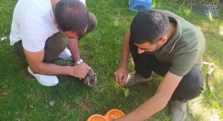 Kanadı kırık Kulaklı Orman Baykuş'u tedavi altına alındı