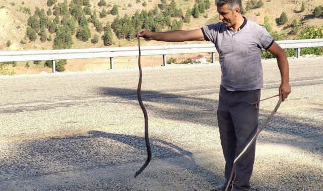 Mahsur kalan yılanı kurtararak doğaya bıraktı