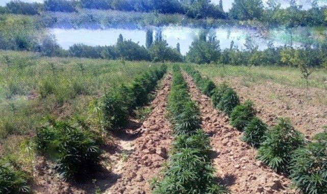 Malatya'da 25 kilo esrar ile 43 bin kök hint keneviri ele geçirildi