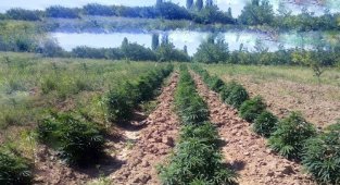Malatya'da 25 kilo esrar ile 43 bin kök hint keneviri ele geçirildi