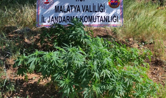 Malatya'da 589 kök Hint keneviri ele geçirildi