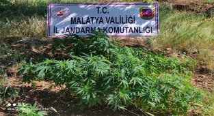 Malatya'da 589 kök Hint keneviri ele geçirildi