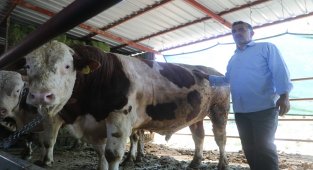 Otomobil fiyatına satılan tonluk kurbanlıklar görücüye çıktı