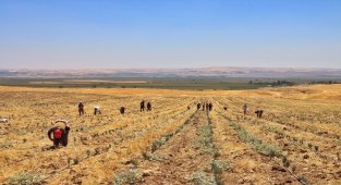 Silvan'daki mor tarladan lavanta hasadı yapıldı