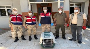 Tek kanatlı baykuşa jandarma yardımı