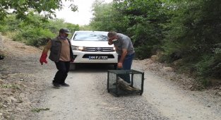 Telef olan tilkiyi gören doğa fotoğrafçısı duyarsız kalmadı