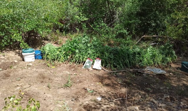Tunceli'de bir arazide hint keneviri ve esrar ele geçirildi