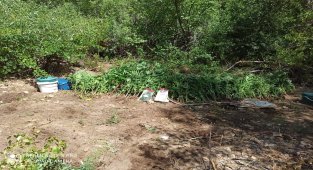 Tunceli'de bir arazide hint keneviri ve esrar ele geçirildi