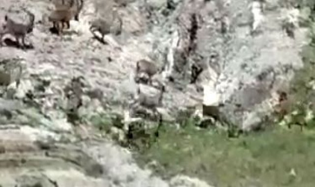 Tunceli'de çengel boynuzlu yaban keçi sürüsü görüntülendi