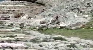 Tunceli'de çengel boynuzlu yaban keçi sürüsü görüntülendi