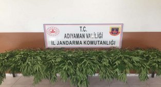 Tut ilçesinde kenevir bitkisi ele geçirildi