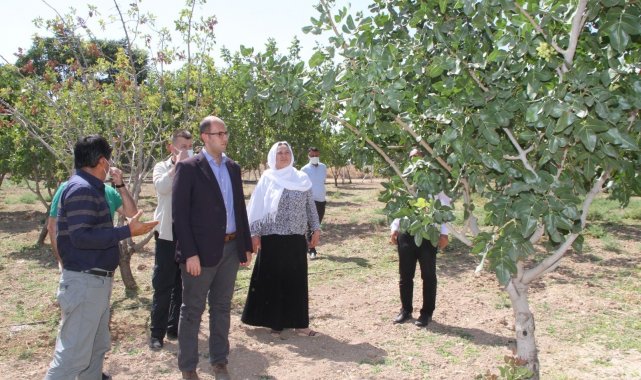 Vali Karaloğlu'ndan Bismil'de fıstık yetiştiricilerine aşılama desteği
