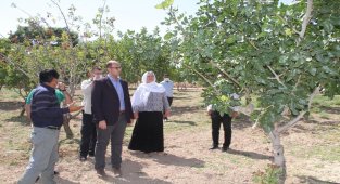 Vali Karaloğlu'ndan Bismil'de fıstık yetiştiricilerine aşılama desteği