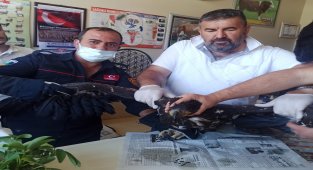 Yaralı kartala şefkat eli
