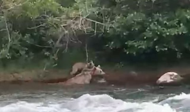 Yavrusu çayı geçemeyince anne ayı da geri döndü