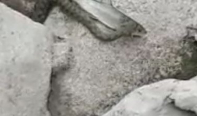 Yılanın balık avı görüntülendi