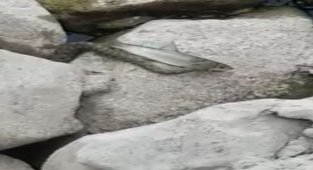 Yılanın balık avı görüntülendi