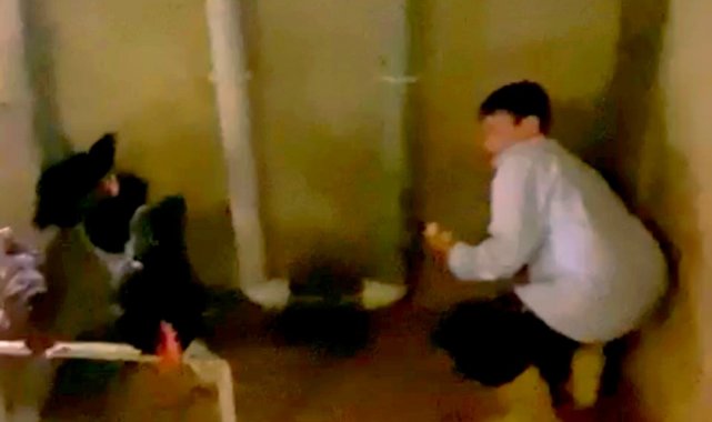 Yumurtaları toplamak isterken horozun saldırısına uğradı