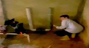 Yumurtaları toplamak isterken horozun saldırısına uğradı