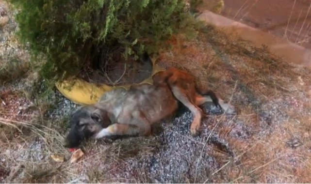 Bingöl'de bitkin halde bulunan köpek tedavi altına alındı