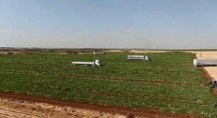 Diyarbakır'ın tescilli karpuzunda hasat zamanı