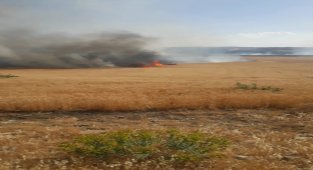 Kulp'ta 150 dönümlük buğday tarlası kül oldu