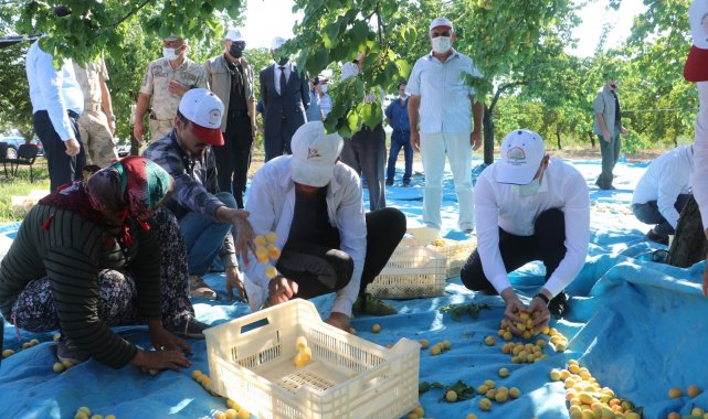 Malatya'da kayısı hasadı başladı