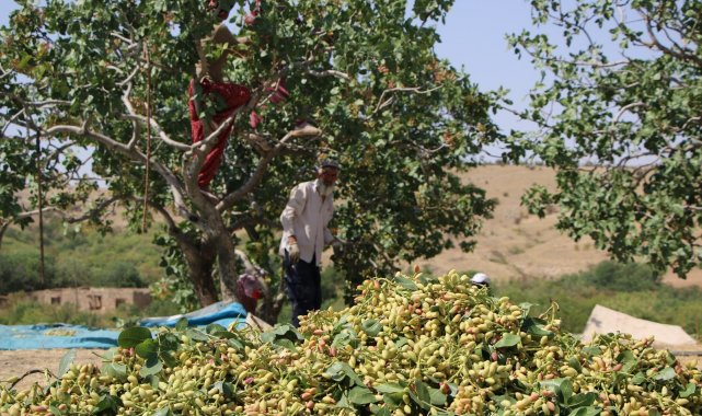 Bölgede yetişmez denileni üretti, 26 yıl önce hobi olarak diktiği fıstıklar ABD yolunda