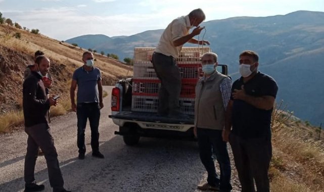 Elazığ'da 850 keklik doğaya salındı