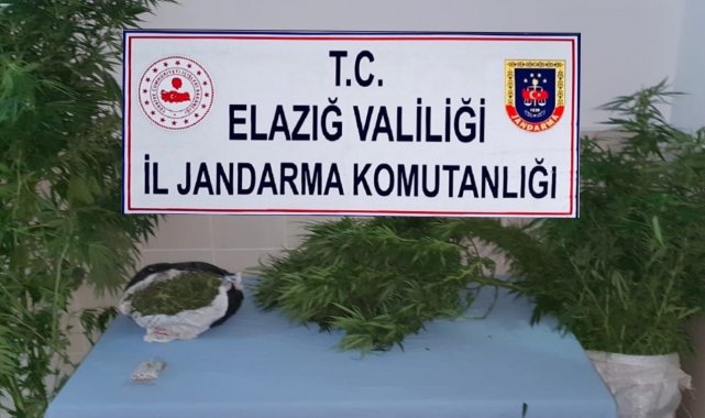 Elazığ'da jandarmadan zehir tacirlerine eş zamanlı operasyon