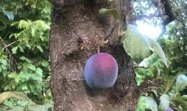 Kara erik meyvesi ağacın dalında değil, gövdesinde çıktı