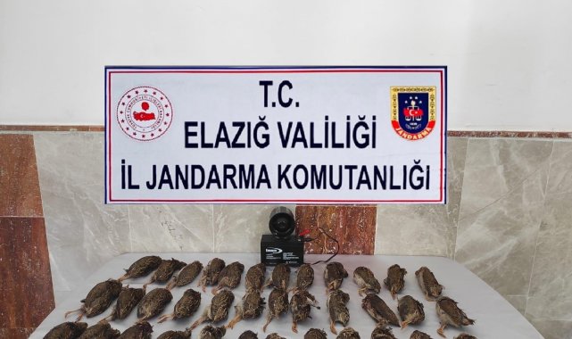 Elazığ'da kaçak bıldırcın avına 8 bin 220 lira ceza