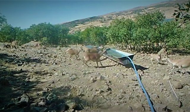 Elazığ'da yaban hayatı fotokapanla görüntülendi